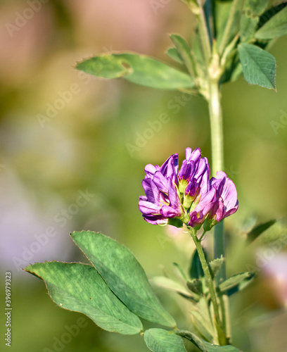 Flowers of alfalfa in the field. Medicago sativa.