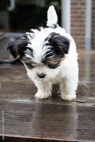 Biewer Yorkshire Terrier Dog puppy in black and white standing on a table looking down outside seen from the front