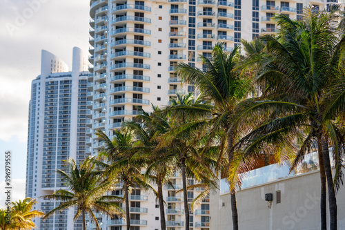 Palm trees with buildings
