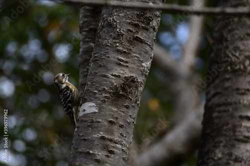 植物園の木にいる啄木鳥のような小さくかわいい鳥