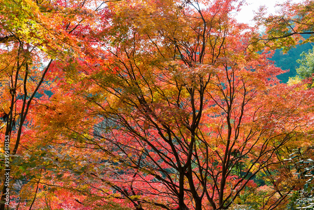 Kyoto, Japan - Autumn leaf color at Yoshiminedera Temple in Kyoto, Japan. The Temple originally built in 1029. Kyoto, Japan - Autumn leaf color at Yoshiminedera Temple in Kyoto, Japan. The Temple originally built in 1029.