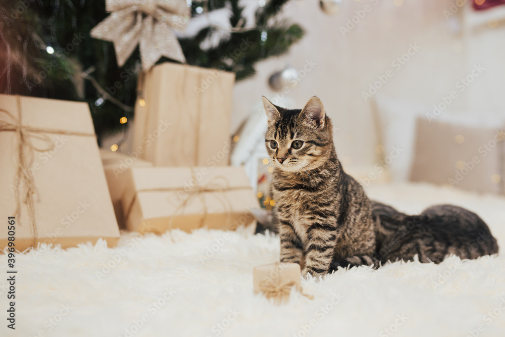 Small cute kitten on a Christmas background sitting next to a gift box with bow. Christmas gift.