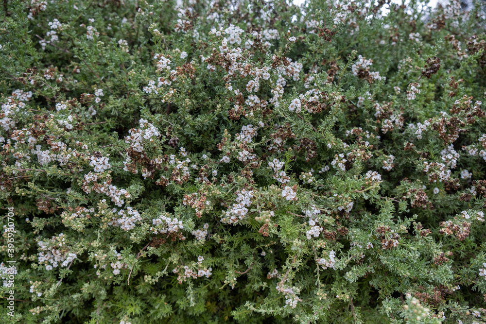 Eriocephalus africanus or Kapokbossie or Wild Rosemary Eriocephalus africanus or Kapokbossie or Wild Rosemary