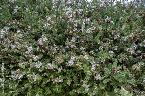 Картината върху платно Eriocephalus africanus or Kapokbossie or Wild Rosemary