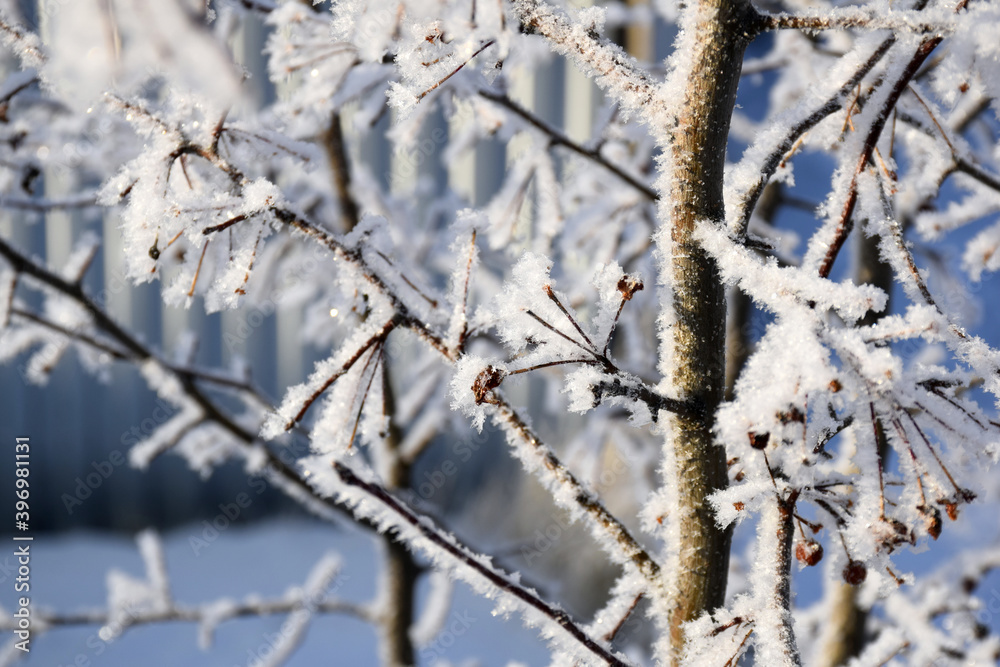 branches of a tree covered with hoarfrost branches of a tree covered with hoarfrost