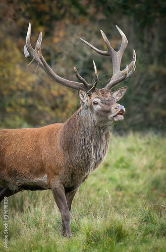 A close up of a red deer stag with grass in his antlers. He has his mouth open showing his teeth