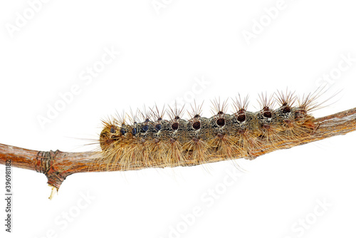 Lymantria Ocneria (Porthetria) larva isolated on white background photo