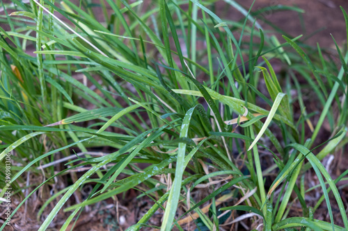 Tulbaghia cepacia plant photo