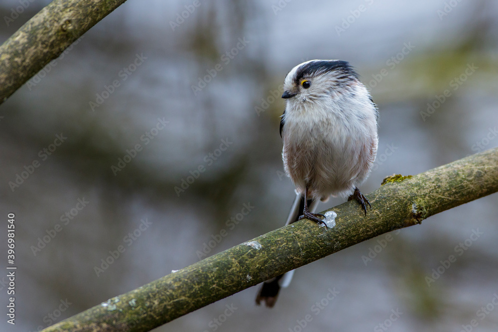 Obraz premium Schwanzmeise (Aegithalos caudatus)