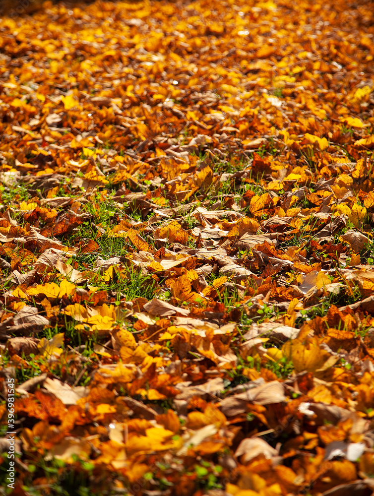 autumn leaves on the ground autumn leaves on the ground