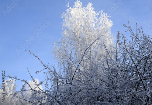 branches covered with snow