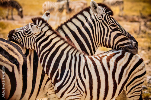 Fototapeta Naklejka Na Ścianę i Meble -  two striped zebras cuddle on the background of the savannah