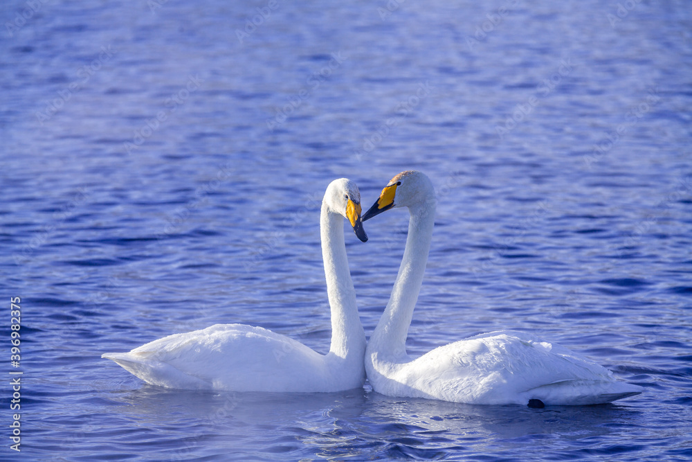 Fototapeta premium swan in the water