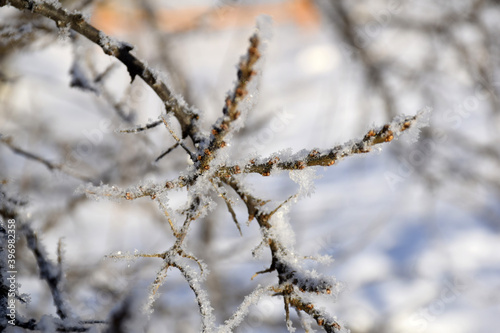 snow covered branches © novikovnn