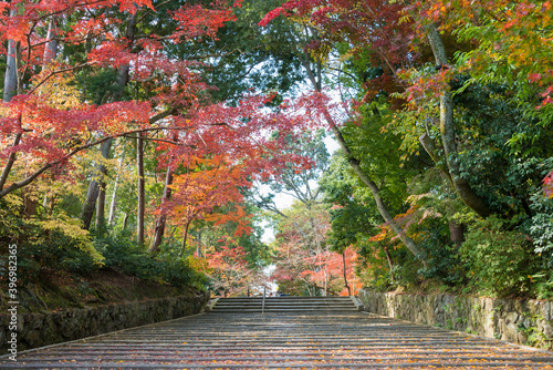 Kyoto, Japan - Autumn leaf color at Komyoji Temple in Nagaokakyo, Kyoto, Japan. The Temple originally built in 1198. photo