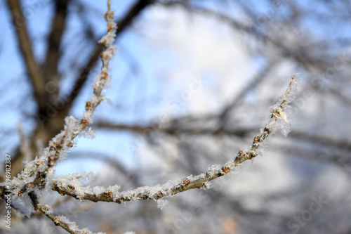 snow covered branches of a tree © novikovnn