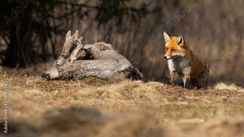 Fototapeta Naklejka Na Ścianę i Meble -  Adult red fox, fox, vulpes vulpes, coming to the carcass on the meadow. Hungry fox observing the dead roe deer on dry field in early springtime. Carnivore hunter walking in the forest clearing.