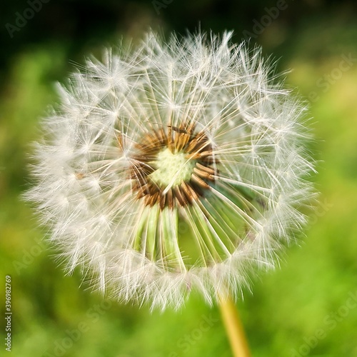 dandelion on green background