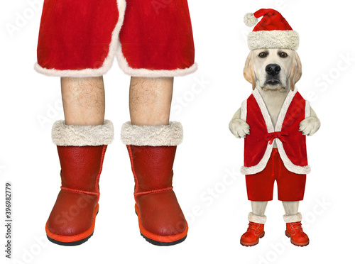 A dog in red Christmas costume stands near a Santa Claus. White background. Isolated. © iridi66
