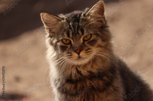 cat,cats,cat photo,cat photos,cats photo,cats photos,animal,animals,animals photo,animals photos,animal photo,animal photos,cat,animal