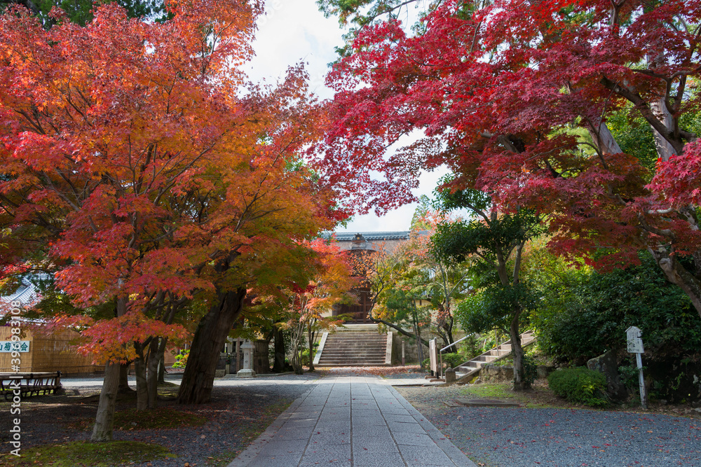 Naklejka premium Kyoto, Japan - Autumn leaf color at Komyoji Temple in Nagaokakyo, Kyoto, Japan. The Temple originally built in 1198.