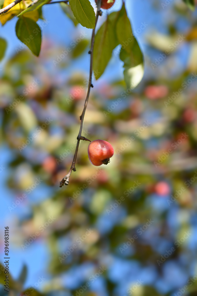 Purple crab apple