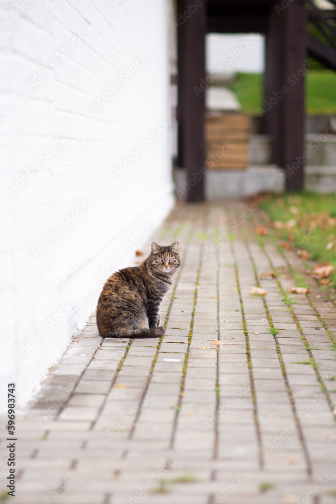 Obraz premium cat near white wall
