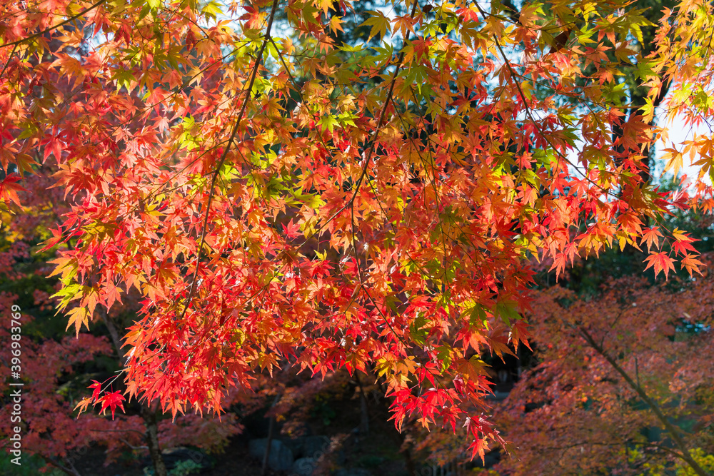 Kyoto, Japan - Autumn leaf color at Nagaoka Tenmangu Shrine in Nagaokakyo, Kyoto, Japan. The Shrine was a history of over 1000 years. Kyoto, Japan - Autumn leaf color at Nagaoka Tenmangu Shrine in Nagaokakyo, Kyoto, Japan. The Shrine was a history of over 1000 years.