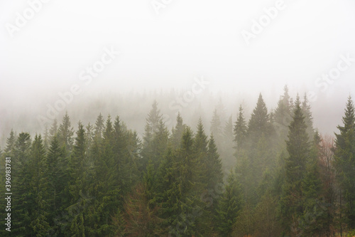 The Carpathian forest is covered with fog in the mountains