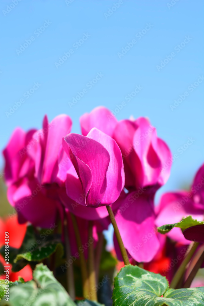 Fototapeta premium Persian cyclamen