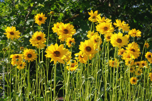 Jerusalem artichoke flowers grow in lawn in park. Bright yellow flowers on blurred background in meadow. Helianthus tuberosus L.