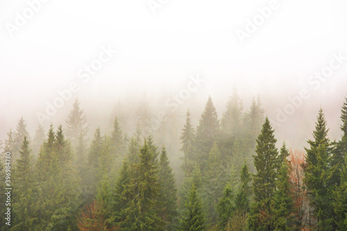 The Carpathian forest is covered with fog in the mountains © reme80