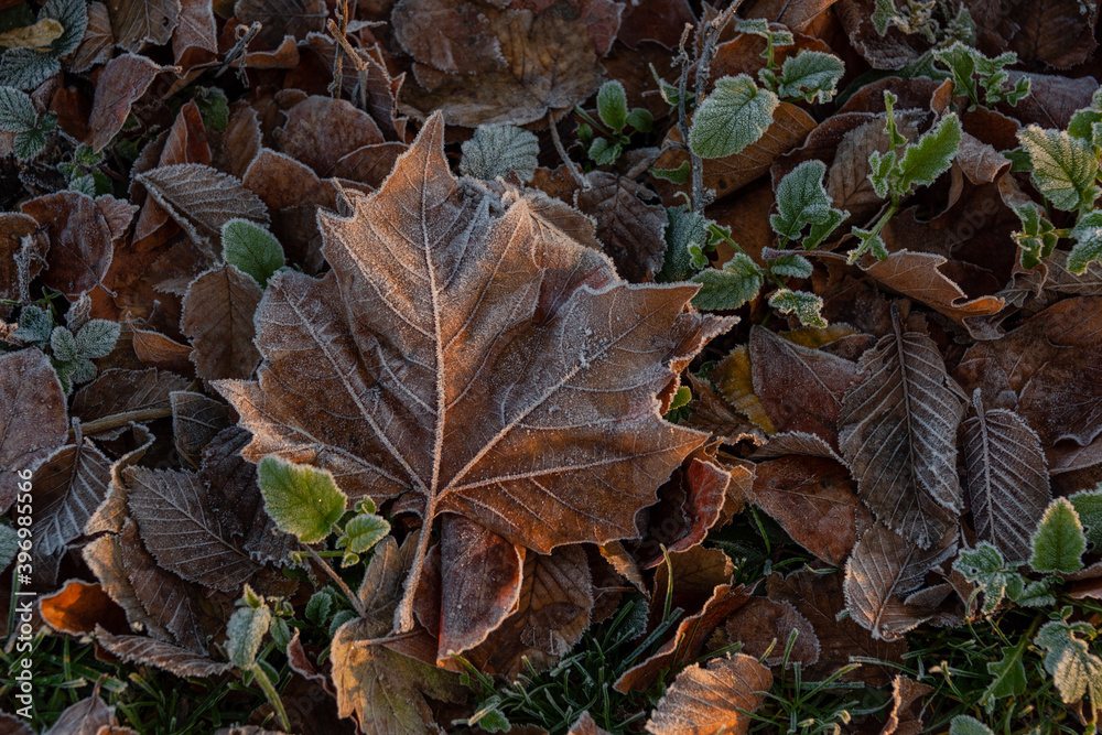 Bunte Blätter bei Sonnenaufgang im Winter mit Rauhreif Bunte Blätter bei Sonnenaufgang im Winter mit Rauhreif