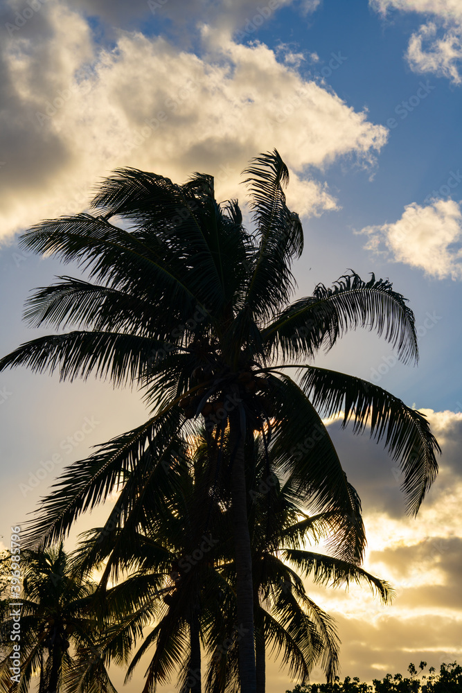 Dark palm tree on beautiful sky