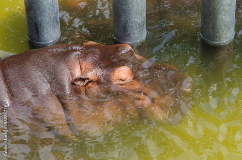 カバの水遊び