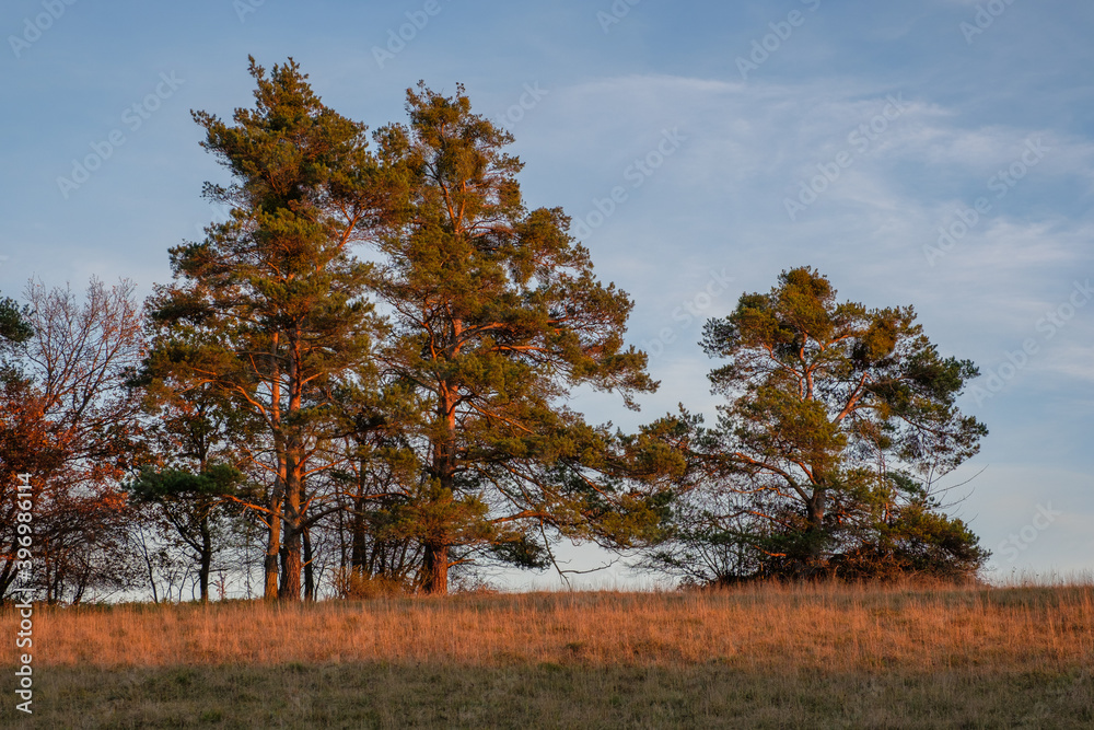 Landschaft: Nadelbäume / Kiefern im warmen Abendlicht des Sonnenunterganges auf einem Hügel