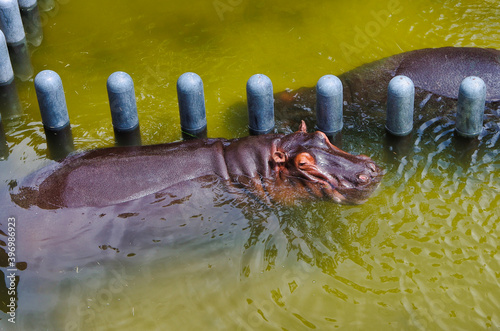 カバの水遊び