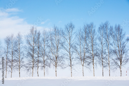 雪の丘の上のシラカバ並木と青空 