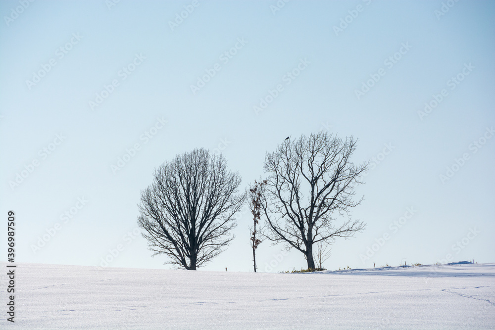 Fototapeta premium 雪原に立つ冬木立と青空 