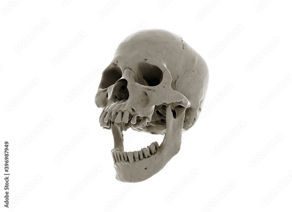 Fototapeta premium Human skull with an open lower jaw on a White isolated background. The concept of death, immortality, eternal life, horror. Acult symbol. Spooky Halloween symbol. 3D render