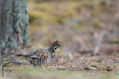 Photography The hazel grouse (Tetrastes bonasia)