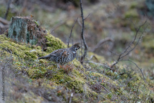 Foto The hazel grouse (Tetrastes bonasia)