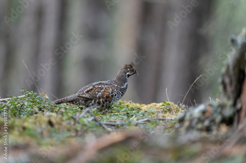 Photography The hazel grouse (Tetrastes bonasia)