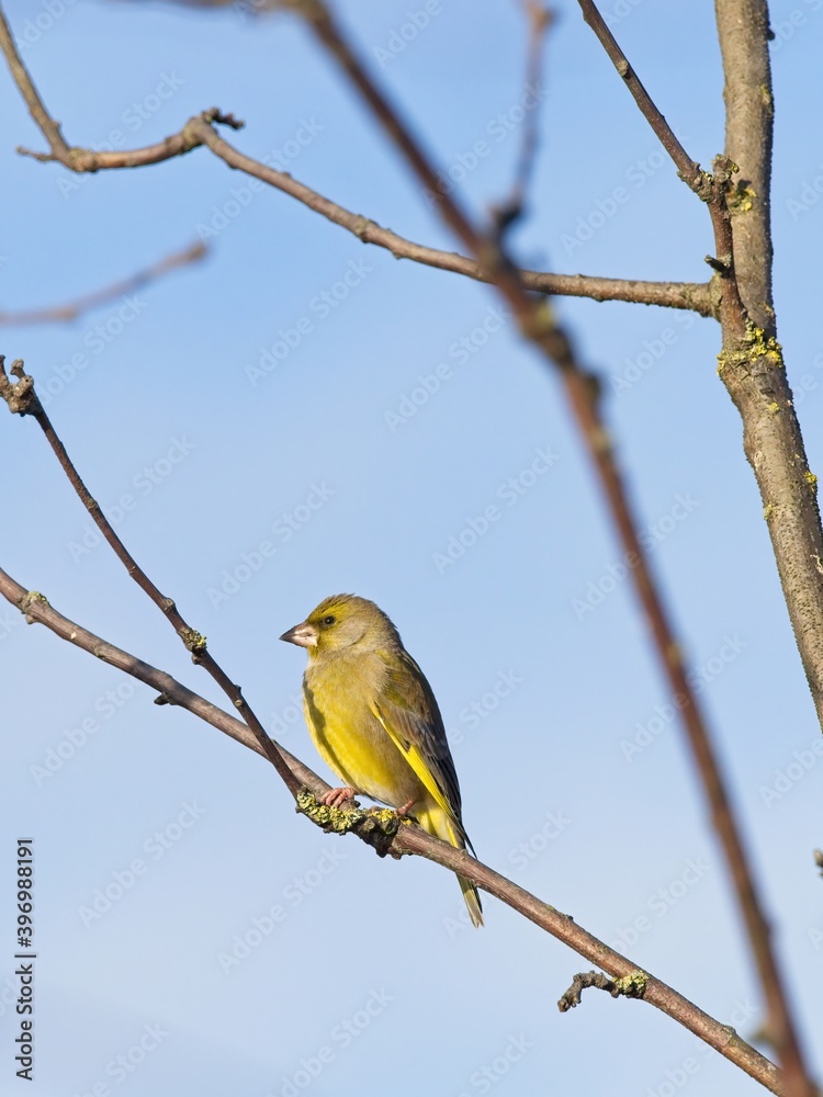 A Greenfinch (Chloris chloris) sat on a branch at St Aidan's, an RSPB reserve in Leeds, West Yorkshire. A Greenfinch (Chloris chloris) sat on a branch at St Aidan's, an RSPB reserve in Leeds, West Yorkshire.
