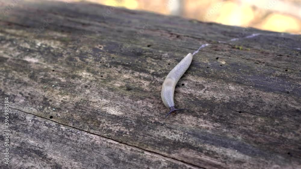 A slug without a shell is crawling along a log in the forest Stock ビデオ ...