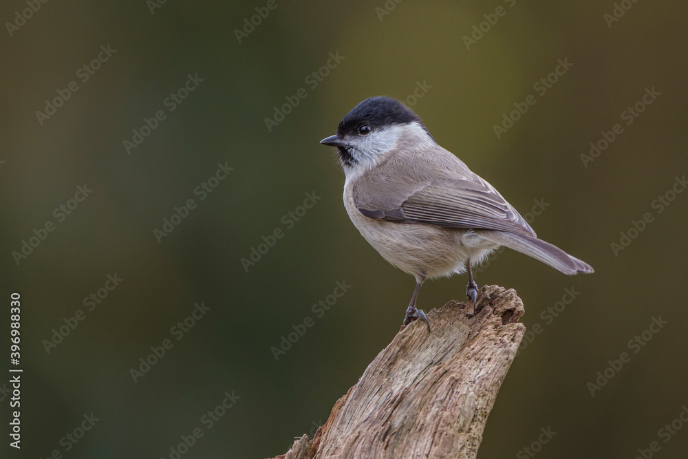 Sumpfmeise (Poecile palustris) Sumpfmeise (Poecile palustris)