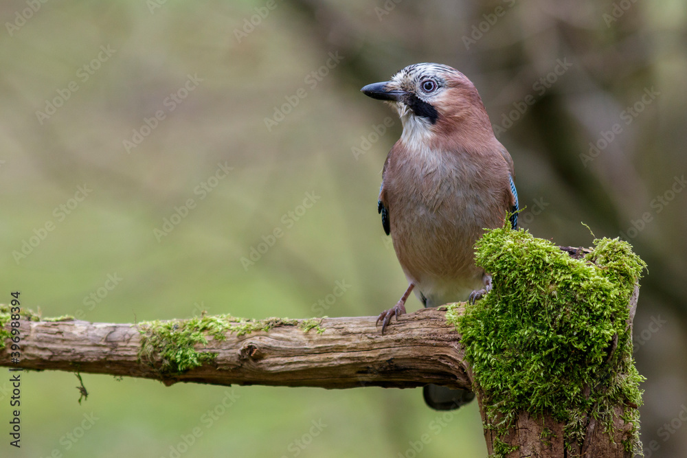 Eichelhäher (Garrulus glandarius)