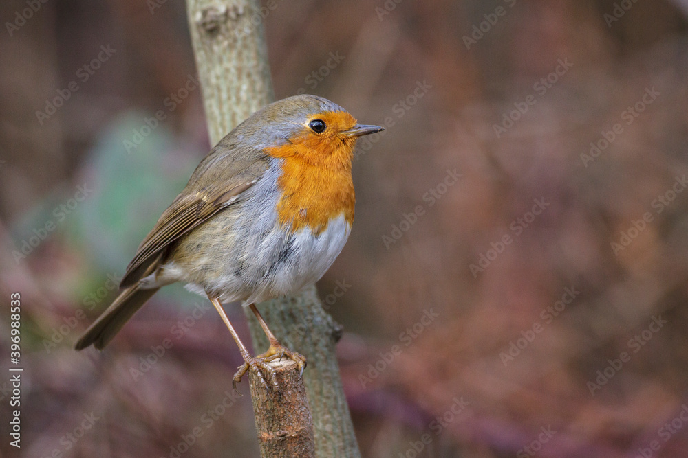 Fototapeta premium Rotkehlchen (Erithacus rubecula)