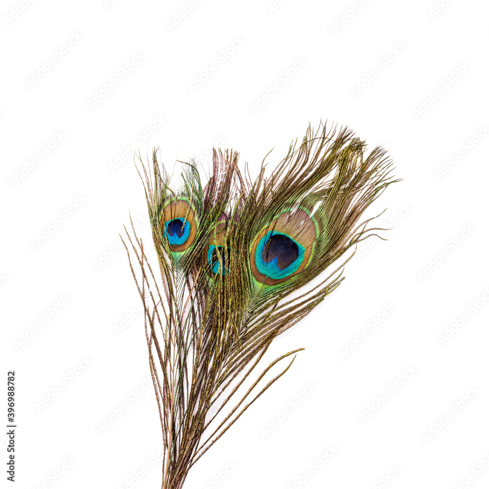 Naklejka premium Peacock feathers isolated on white background. Macro shot.