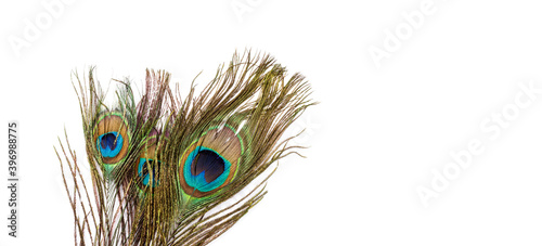 Peacock feathers isolated on white background. Macro shot.